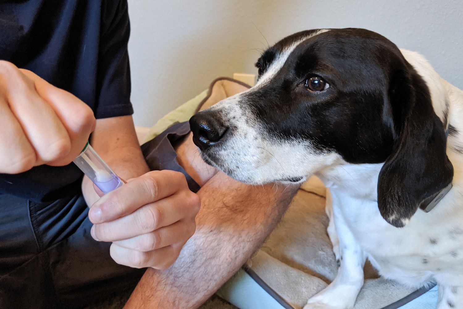 Understanding Your Dog Better Through Dog Genetic Testing